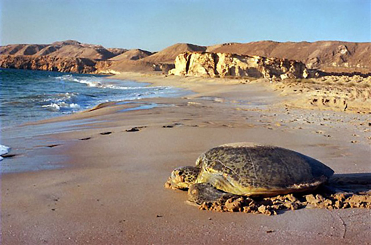 Oman Green