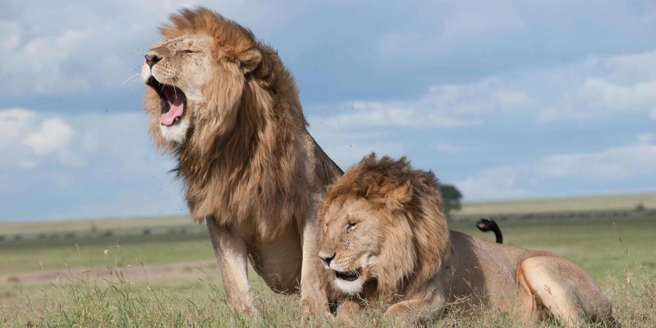 Easy tanzania