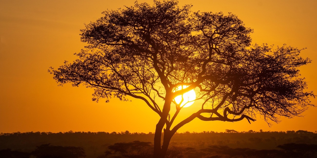 Safari + Zanzibar