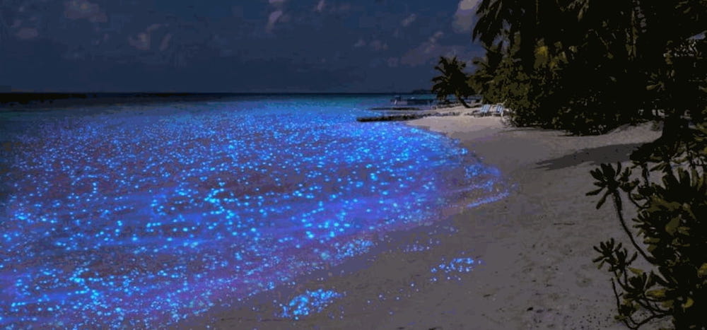 Bioluminescenza