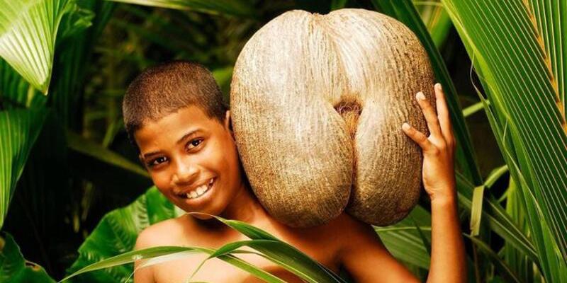 coco-de-mer-bimbo