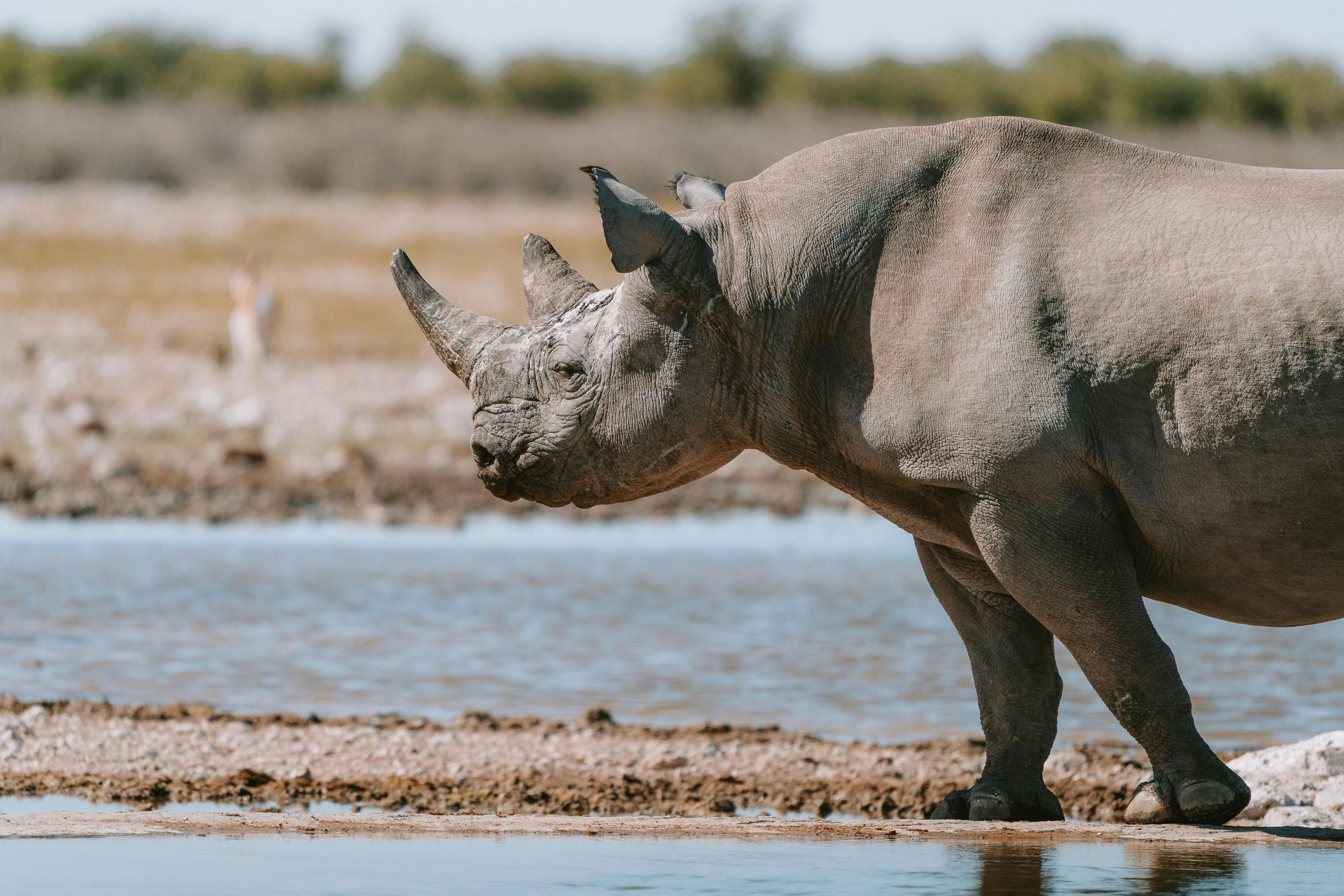 Rinoceronte al Parco Nazionale di Etosha