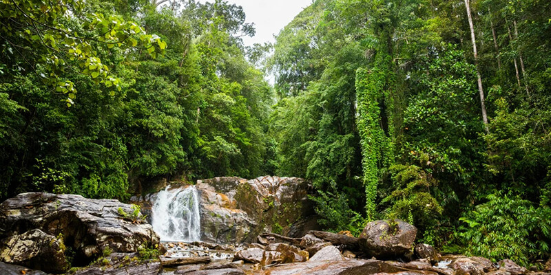 foresta di Sinharaja